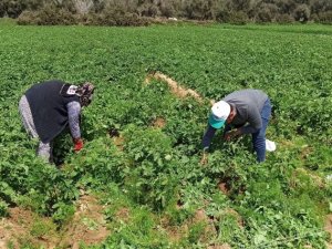 Örtü altına alınmayan patatesi don vurdu