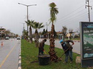 Devrilen ağaçların yerine yeni ağaçlar dikiliyor
