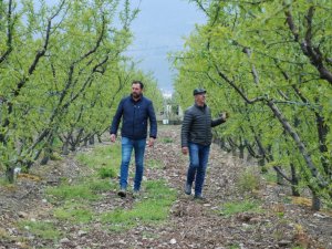 Erkenci şeftali yetişemeyecek