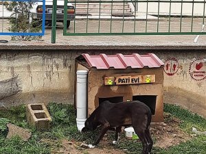 Hisarcık Şehitler Ortaokulu’nda “Pati Evi” projesi