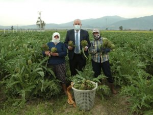 Başkan Atay, enginar hasadına katıldı