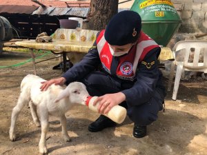 Annelerini kaybeden kuzulara jandarma şefkati