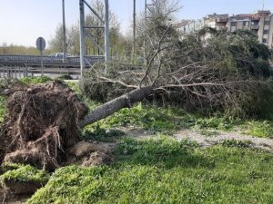 Turgutlu’da fırtına ağaçları devirdi