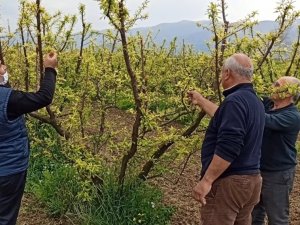 Ödemiş’te erken çiçek açan eriği soğuklar vurdu