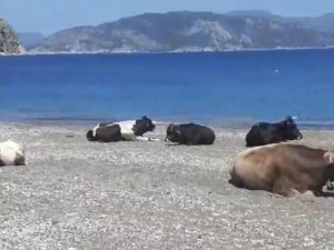 Gören dönüp bir daha baktı