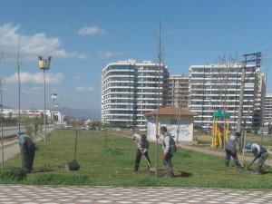 Büyükşehirden çınar seferberliği