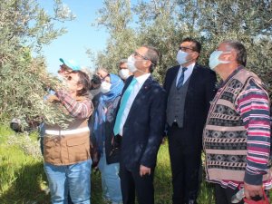 Kursiyerler uygulamalı olarak zeytin budadı