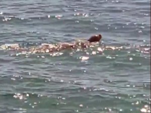 Akdeniz Foku uzun bir aradan sonra ortaya çıktı