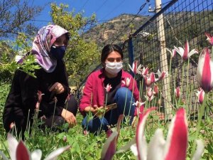 Osmanlı’nın kayıp lalesi koruma altına alınacak