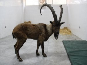 Gözleri görmeyen yaban keçisi, Aydın’da tedavi edilecek