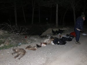 Başkent’te patilerine damar yolu açılmış şekilde 30’un üzerinde ölü köpek bulundu