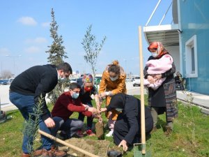 Her normal doğuma bir fidan