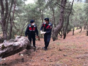 Manisa’da yaralı şahine jandarma sahip çıktı