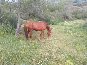 Marmaris’te yaralı atın tedavisi tamamlandı