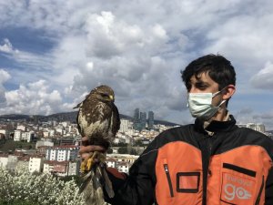 Kartal’da aç kalan yırtıcı şahin kent merkezine indi