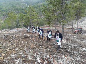 Karaçam tohumları toprakla buluştu