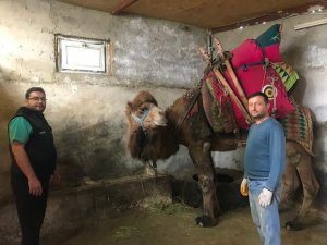 Şampiyon deve ’Çılgın Cambaz’ yeni sezona hazırlanıyor