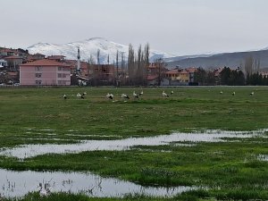 Leylekler göç yolunda Mahmut köyünde konakladı