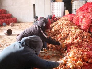 Çiftçiden alınan soğan ücretsiz olarak ihtiyaç sahiplerine dağıtılacak