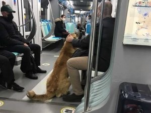 İzmir’i toplu ulaşımla gezen köpek Sam bulundu