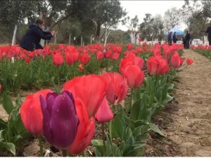 İzmir’de iki kadın girişimci gözü gibi baktığı lalelerin hasadını yaptı