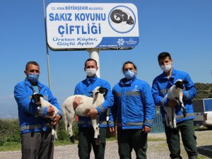 Sakız koyunu, ailelerin geçim kaynağı oldu