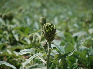 Urla’nın “yakışıklı sakız enginarları” bu yıl online festivalde