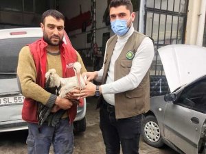 Kütahya’da yaralı leylek tedavi altına alındı