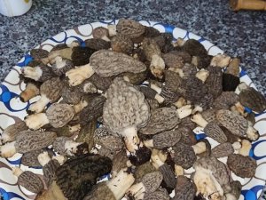 Kuzugöbeğinin fiyatı, et fiyatlarını katladı