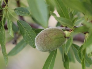 Çağla bademin fiyatı 5’e katladı