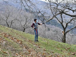 Kestane ağaçları iyileşiyor