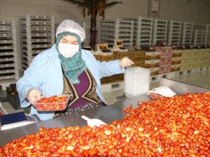 Afyonkarahisar’da işlenen hurmalar Türkiye’nin dört bir yanına gönderiliyor