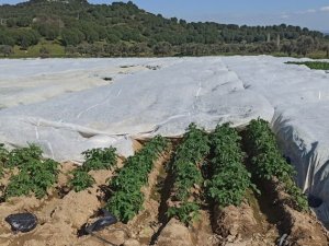 "Alımlar patates üreticisine soluk aldıracak"