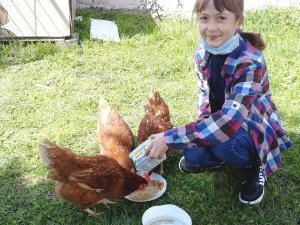 Okul bahçesinde tavuk kümesi