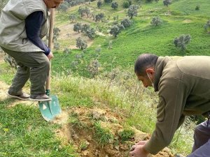Orkide yumruları toprakla buluşturuldu
