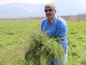 Doğadaki şifa deposu ‘Çoban Çantası’ geçim kaynağı oldu