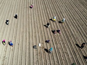 Menderes Ovası domates fidelerine kucak açtı