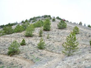 Mamak’ta Bal Ormanı’nın startı verildi