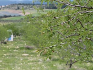 Çağla badem Buldan için alternatif ürün oldu