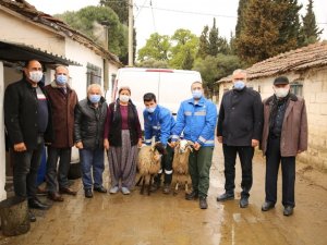 Büyükşehir Belediyesi Çine çaparını koruma altına aldı