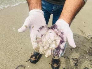 Kuşadası’nda ölü denizanaları sahile vurdu
