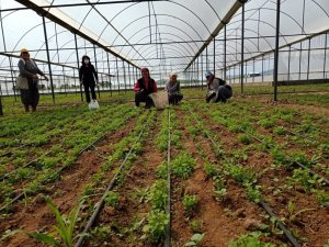 Denizli’de sera alanları ve ürün çeşitliliği artış gösterdi