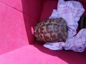 Alman gençlerden kaplumbağa duyarlılığı