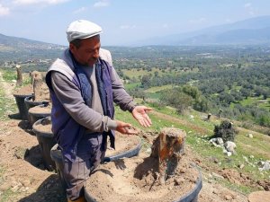 Bozdoğan’da kesilen zeytin ağaçları için vatandaşlar tepkili