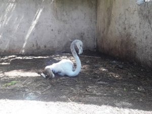 Yavru flamingo doğal yaşam alanına salınacak