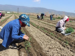 Salihli Ovası’nda bahar hareketliliği