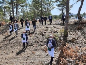 Aslanapa’da karaçam tohumları toprakla buluştu