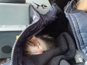 Çöp konteynerinde ölüme terkedilen yavru kedileri, Tuzla Belediyesi temizlik personeli kurtardı