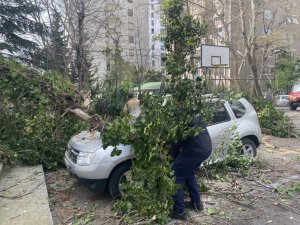 Kadıköy’de park halindeki otomobillerin üzerine ağaç devrildi