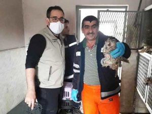 Kütahya’da yaralı baykuş tedavi altına alındı